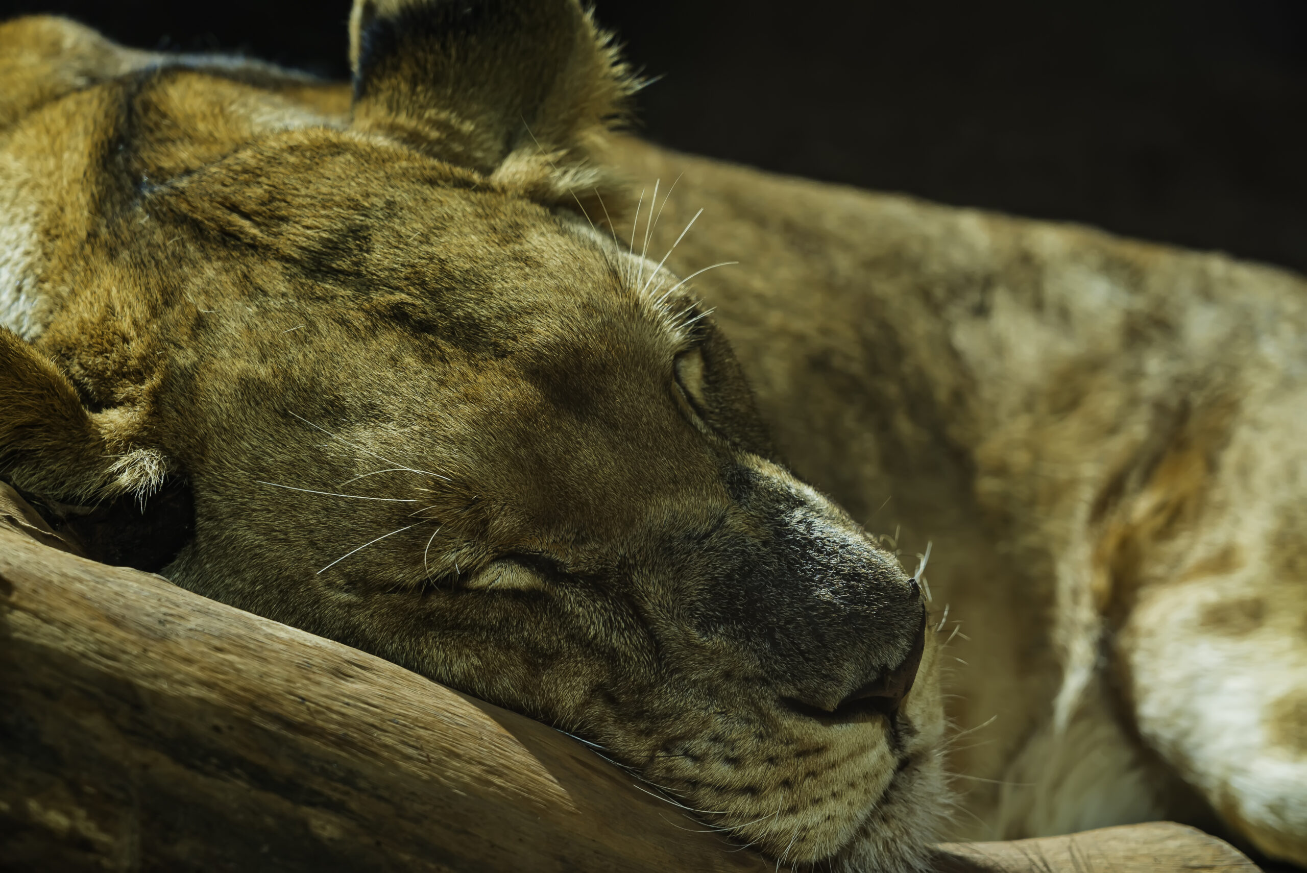 Lioness resting in the savanna